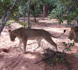 Großkatzen sediert im Gehege