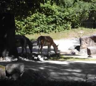 Tierpark Hagenbeck