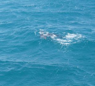 Delphin sichtung
