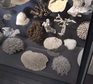 Museum für Naturkunde