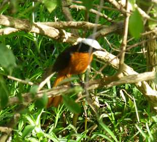 Gartenanlage Senegambia Hotel