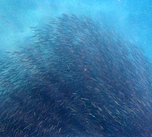 Riesiger Fischschwarm