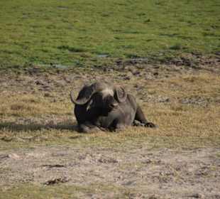 Büffel im Amboseli
