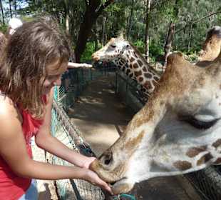 Haller Park, Fütterung der Giraffen