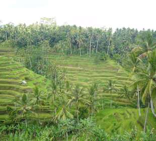 Reisterrassen von Ubud