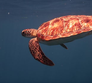 Tierwelt unter Wasser