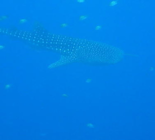 Walhai am Carnelia Beach Resort