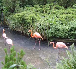 Flamingos