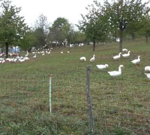 Hochburg