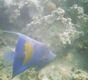 Kaiserfisch am Hotelriff