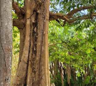 Mauritius Deutschsprachige Touren