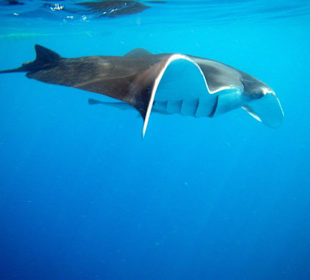 Mantarochen