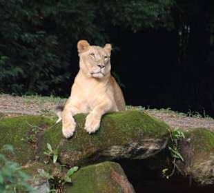 Der König der Tiere