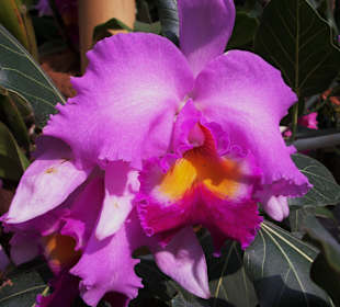 Orchideenschau