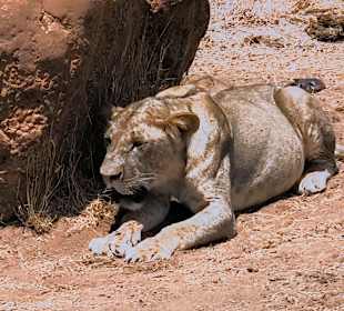 Löwe im Schatten der Steine