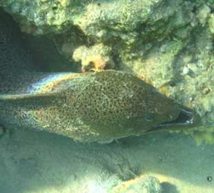 Hausriff Fort Arabesque