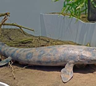 Fisch oder Kriechtier, aus dem Bundsandstein