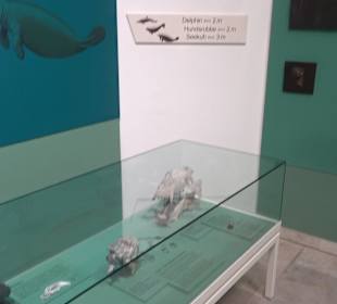 Staatliches Naturkunde Museum