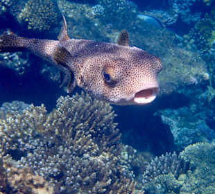 Schnorcheln Marsa Alam