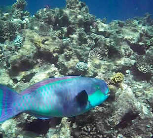 Unterwasserwelt Hausriff