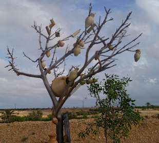 Töpferbaum