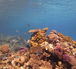 Einmalie Erlebnisse mit Mo´s Delfinen