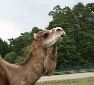 Serengeti Park Hodenhagen