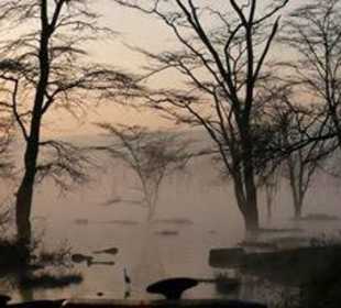 Der Morgennebel am Ufer- mystisch