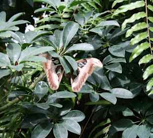 Großer Schmetterling