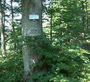 Sternberg Brünnele