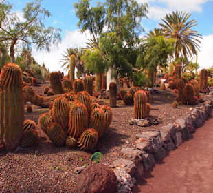 Kakteen im Oasis Park Fuerteventura