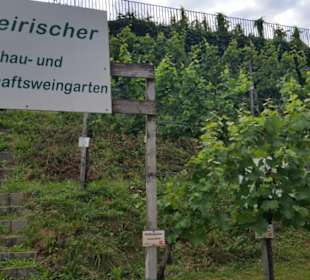 Steirischer Schauweingarten