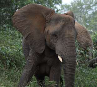 Elefantenkuh im Karongwe Privat Game Reserve