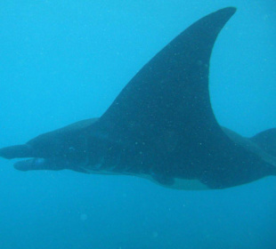 Manta im Anflug