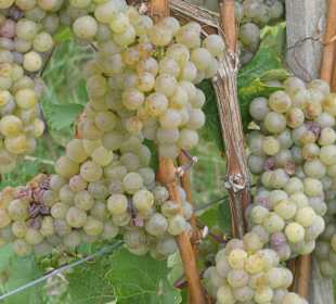 September 2023: Wanderung bei Rüdesheim