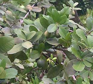 Bootsfahrt Mangroven