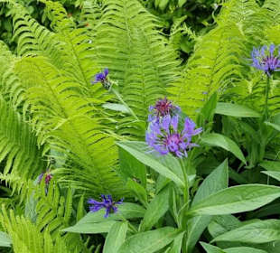 Farne guter Kontrast 