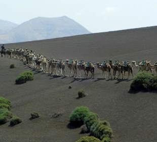 Kamelkarawane am Rande des Nationalparks