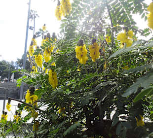 Parque Doramas, Las Palmas 02-2015