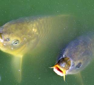 Am Teich im Jardin des Plantes