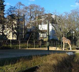 Aussengehege der Giraffen