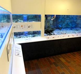 Aquarien im Nationalpark-Haus