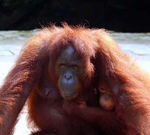 Orangutas