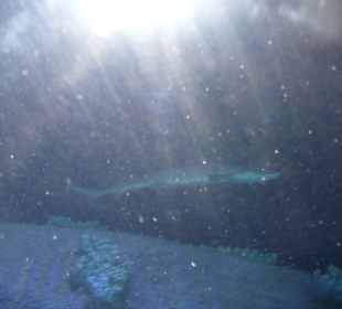 Röhren Aquarium Antalya 