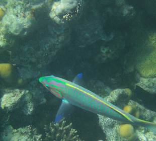 Unterwasserwelt Hausriff Arabia Beach