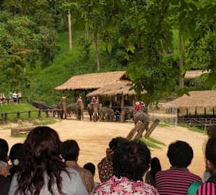Maesa Elephant Camp