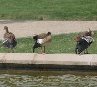 Unterwegs im Stadtgarten von Aachen