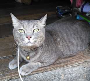 Mit Green Mango das ursprüngliche BKK entdecken