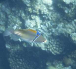 Schnorcheln Hausriff Tulip Resort Marsa Alam 