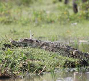 Nilkrokodil